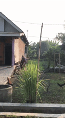 Morning routines and rural activity across two East Java villages