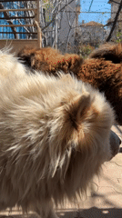 Two chow chow dogs observed in Dupnitsa backyard