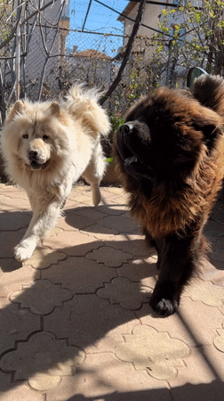 Two chow chow dogs observed in Dupnitsa backyard