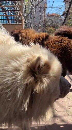 Two chow chow dogs observed in Dupnitsa backyard