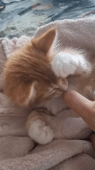 Everyday moments captured in Russian town: kitten play, family time
