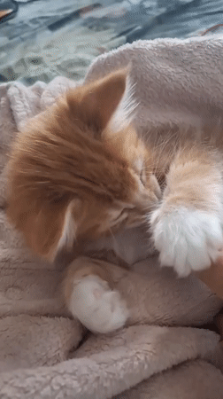 Everyday moments captured in Russian town: kitten play, family time