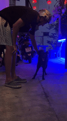 Man plays with dog under lanterns in Vietnam nighttime scene