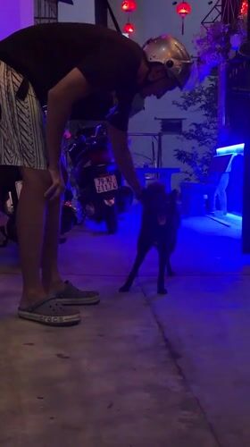 Man plays with dog under lanterns in Vietnam nighttime scene