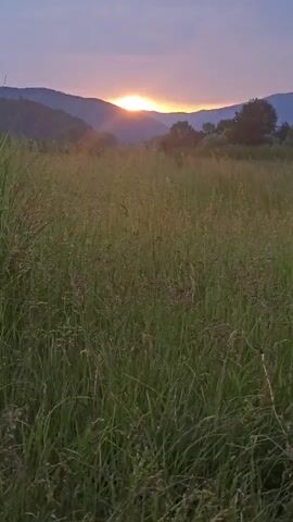 A video captures a serene sunrise or sunset over a vast field of tall, wild grass. The sun, a bright orange-yellow orb, is positioned between two distant mountain ranges, casting a warm glow across the scene. The sky above is a blend of soft purples, blues, and oranges, indicative of either early morning or late evening. In the foreground, dense green and brownish-green grass sways gently, suggesting a light breeze. Trees are visible on the mountain slopes and to the right side of the frame. The overall atmosphere is peaceful and natural. This scene is located in Nikolaevo, Bulgaria. No people or text are visible.