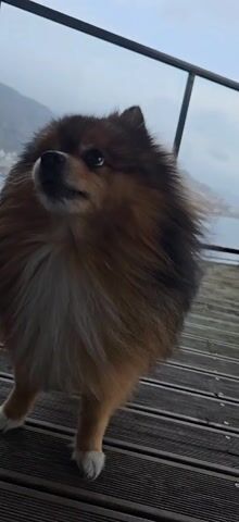 A medium shot focuses on a fluffy, brown and white Pomeranian dog standing on a gray wooden deck outdoors. The dog looks upward and slightly to the left, appearing to bark, though the audio suggests something may have dropped offscreen. A body of water with mountains in the background is visible over the deck's railing. The sky is overcast. The camera moves closer to the dog's face, providing a detailed view of its fur and eyes. The dog briefly looks to the side before the video ends.