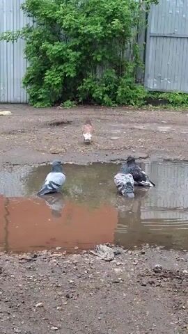 In a still video shot at ground level, a cluster of pigeons bathes in a large muddy puddle. The puddle sits amidst dirt and gravel, with a large green shrub and a light grey metal fence in the background. Initially, there are four pigeons: one stands a short distance away from the puddle, facing away from the camera, while the other three are in the water. Two of the pigeons in the water flap their wings, scattering water around them. Soon after, they exit the puddle. All the pigeons stand on the muddy ground.
