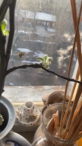 The video opens with a close-up shot of a plant with several dark, bare branches from which small, bright green leaves and buds are sprouting. The branches are arranged in a white and blue ceramic pot or pitcher, which appears to be sitting on a windowsill. The background is a brightly lit window, offering a blurred view of an outdoor scene with patches of white, possibly snow, on the ground, and some distant buildings.

As the camera pans slightly and widens the shot, more of the windowsill becomes visible. A partially rolled-up bamboo blind is seen on the left side of the window. The sunlight streams through the window, illuminating the plant and the windowsill. In the immediate foreground, a light-colored, possibly striped, fabric (resembling bedding) is crumpled, suggesting the windowsill is adjacent to a bed.

The shot then focuses back on the plant, revealing more details of the ceramic pot, which has a distinct handle and a spout, confirming it's a teapot or pitcher repurposed as a planter. Next to the pot on the right, a clear glass contains tall, dried reeds or grasses, some with fluffy seed heads, resembling pampas grass. Various small decorative items are scattered on the windowsill, including a small white ceramic object with black speckles and what looks like natural stones or shells. The overall impression is a cozy indoor setting, celebrating the arrival of spring with new growth on the branches, contrasted with the lingering wintry outdoor landscape. The sunlight creates a warm and inviting atmosphere.