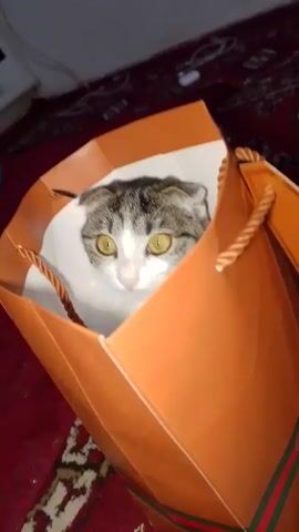 A white and gray cat sits in an orange gift bag. The camera is moved to show the cat upside down inside the bag, followed by the camera being fully turned to look at the cat face-to-face. The image then goes blurry as the camera moves away.