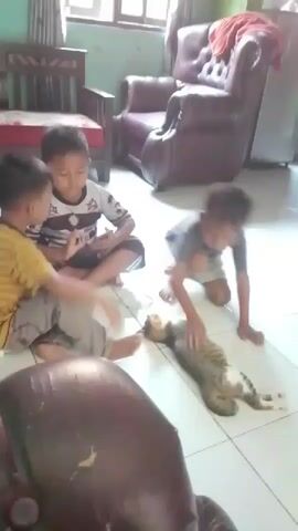 A group of three young children are playing with a cat on the floor of a room. One child, wearing a yellow and black striped shirt, is standing and appears to be interacting with the cat, which is lying on its back. Another child, wearing a white shirt with a graphic and a dark collar, is sitting on the floor facing the cat, and a third child, wearing a gray shirt with a white neckline, is kneeling on the floor, also near the cat. The room has a tiled floor and appears to be a living area with furniture including a wooden chair and a large armchair. The lighting suggests it is daytime.