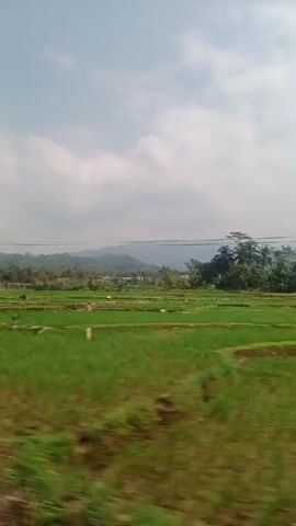 The video shows a view from a moving vehicle, capturing a rural landscape. In the foreground, the blurry brown and green indicate the side of a road or embankment. Beyond this, expansive green rice paddies stretch into the distance, separated by earthen berms. Some of these paddies appear to have been recently harvested or are in early stages of growth, with visible patches of dark earth. Scattered within the paddies are a few rocks and what might be small structures or markers. In the middle ground, a line of trees and vegetation, some appearing as small bushes and others as taller trees, including palm-like varieties, demarcates the edge of the cultivated fields. A few scattered buildings or structures are visible amongst the trees. In the background, rolling hills or mountains form the horizon, shrouded in a light haze. The sky is pale blue with scattered white clouds, suggesting a bright but possibly overcast day. Overhead, power lines are visible stretching across the frame. The overall impression is of a journey through a verdant, agricultural region.