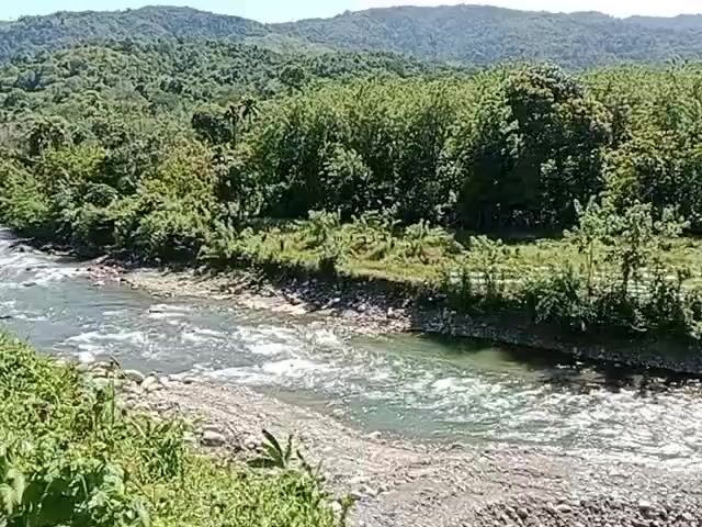 The video shows a wide, fast-flowing river surrounded by dense green vegetation.  In the distance, forested hills are visible against a clear blue sky.  The riverbed appears rocky and the water is turbulent. The camera is positioned slightly above the river, giving a panoramic view of the landscape.  A vehicle sound, possibly from a motorcycle, can be heard in the video.