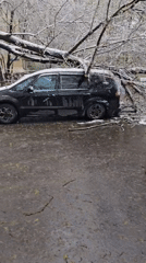 Ice-covered tree falls on parked minivan in Khimki, Russia