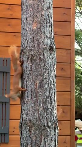 The video shows two squirrels on the side of a tree trunk. The tree is rough-barked and appears to be a pine tree. Behind the tree is a wooden structure with horizontal planks and a gray shutter. The squirrel on the left is smaller and darker, with a gray tail. The squirrel on the right is larger and redder, with a bushy red tail. Both squirrels are climbing the tree. The squirrel on the left is upside down and clinging to the tree with its front paws. The squirrel on the right is also clinging to the tree with its front paws and is moving upward. Both squirrels appear to be in motion, as indicated by motion blur. The lighting suggests it is daytime, possibly late afternoon, with sunlight casting shadows. The background shows some greenery and parts of what might be a yard or garden.