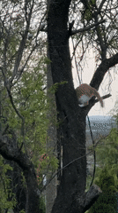 Fire embers and cat climbing documented in Sandrovo
