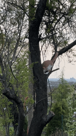 Fire embers and cat climbing documented in Sandrovo