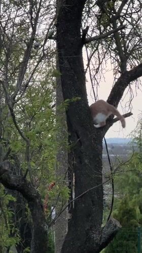 Fire embers and cat climbing documented in Sandrovo