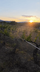 Worker sprays pesticide on vineyard grape vines at sunset
