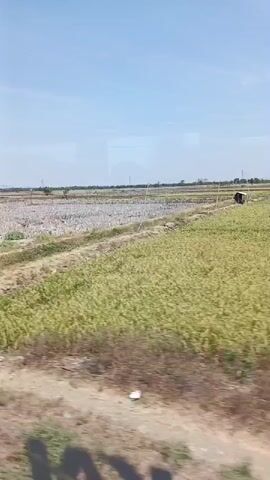 The video shows a view from a moving vehicle, likely a train or car, looking out at a rural landscape under a clear blue sky. The foreground is blurred, suggesting motion. In the mid-ground, there is a dry, harvested field with stubble and some patches of green vegetation. A narrow dirt path runs alongside the field, and a small, simple bamboo bridge crosses it. In the background, more fields stretch to the horizon, with a few scattered trees and what appear to be utility poles or distant structures. The overall impression is of a dry, agricultural area.