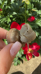 Person documents snail encounters in Bulgarian village garden