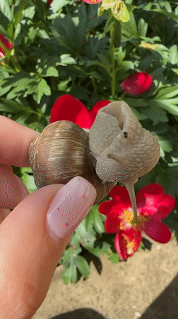 Person documents snail encounters in Bulgarian village garden