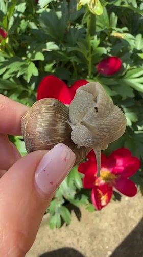 Person documents snail encounters in Bulgarian village garden
