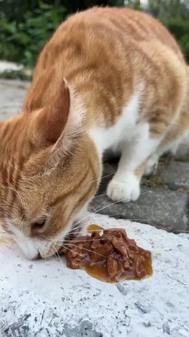 A close-up shot focuses on an orange and white tabby cat eating from a pile of wet cat food that is on a light-colored, rough surface. The cat is in the foreground, with its head down, actively eating the food. The background is blurred but suggests an outdoor environment with greenery. The cat's fur is detailed, showing stripes and white markings. The food appears to be chunks of meat in gravy.