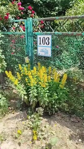 The video shows a green metal fence with a number 103 on a sign attached to it. To the left of the fence is a rose bush with bright red flowers, and to the right is a bush with yellow flowers. The ground in front of the fence is dirt and gravel. The fence appears to be in a garden or yard.