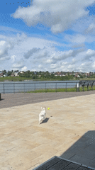 Jack Russell terrier plays fetch by the Lysva waterfront