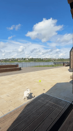 Jack Russell terrier plays fetch by the Lysva waterfront