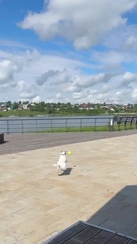 Jack Russell terrier plays fetch by the Lysva waterfront