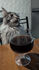 Maine Coon investigates a drink, a straw, and a windowsill