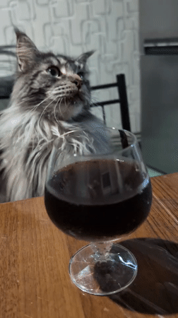 Maine Coon investigates a drink, a straw, and a windowsill