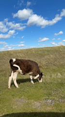 Calves graze in field near Bel'tirskiy, Russia
