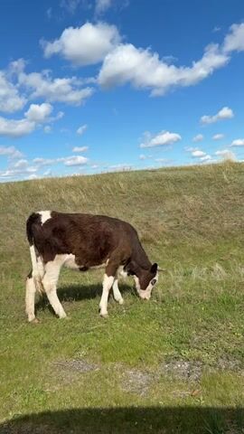 The video shows a brown and white calf grazing in a grassy field under a bright blue sky with scattered white clouds. Another calf appears and walks toward it. The ground slopes upward into a low grassy hill in the background.