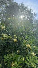 Sunlit flowering tree observed in Bar, Montenegro