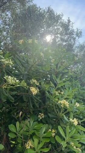 Sunlit flowering tree observed in Bar, Montenegro