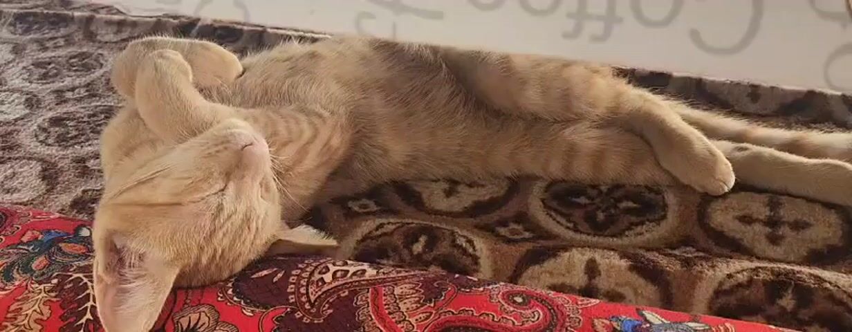 A ginger cat is sleeping on its back, curled up on a patterned fabric surface. Its eyes are closed, and its paws are tucked near its head. The background is blurred, but appears to be a light-colored wall with some faint text.