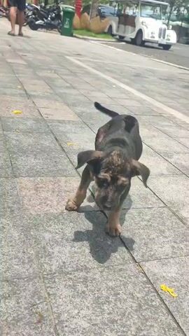 The video shows a small puppy walking on a light-colored tiled surface, possibly a sidewalk or pavement. The puppy has a dark coat with tan markings around its face and legs. It appears to be alone. In the background, there is a street with people, parked motorcycles, a green trash bin, and a small white vehicle. The camera focuses on the puppy as it approaches, then pans up to show its full body before cutting off.