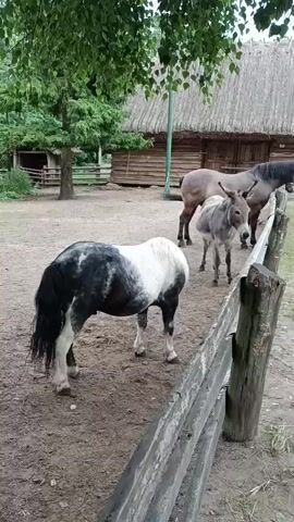 A video captures a group of animals in an outdoor enclosure. In the foreground, a small black and white horse stands facing right, its tail flicking. Behind it, a donkey is positioned centrally, looking towards the right. Further back, two horses are visible, one a light brown color and the other a darker gray. The animals are behind a rustic wooden fence made of rough-hewn logs. The environment appears to be a farm or rural setting, with a wooden building with a thatched roof in the background, and trees with green foliage overhead. The ground is dirt. The video shows the animals in a static scene with minimal movement.