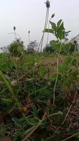 The video shows a close-up, low-angle shot of various plants and grass against a blurry, overcast sky. The foreground is dominated by the textures and shapes of the vegetation, with some small flowers visible. In the background, the scene is out of focus, revealing more greenery and what appear to be trees and possibly structures in the distance. The overall impression is of a natural, outdoor environment, possibly a field or garden, with subdued lighting. There are no people or specific objects of interest prominently featured. The camera movement, if any, is not apparent from the still frames.