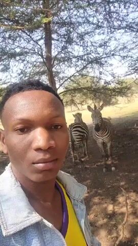 The video shows a man taking a selfie outdoors in what appears to be a savannah or grassland environment. Behind him, there are two zebras standing under the shade of a tree. The man is wearing a light denim jacket over a yellow top. The background is filled with sparse trees and dry grass. The lighting suggests it is daytime.