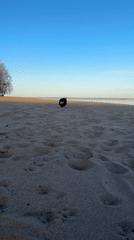 Everyday moments captured around Noviy, Russia beaches and roads