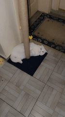 Morning domestic routine with white cat documented in Sarıyer