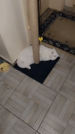 Morning domestic routine with white cat documented in Sarıyer