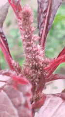 Observer documents plants, caterpillars, sleeping cat in Indonesian village