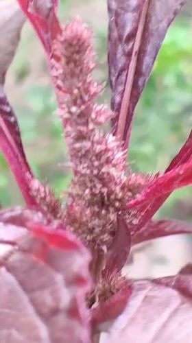 Observer documents plants, caterpillars, sleeping cat in Indonesian village