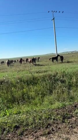 The video shows a herd of horses grazing in a grassy field under a clear blue sky. A utility pole with several birds perched on top stands to the right of the frame. The camera is moving, suggesting it is attached to a vehicle. The horses are scattered across the field, with some in the foreground and others further in the distance. The environment appears to be rural, with rolling hills in the background.
