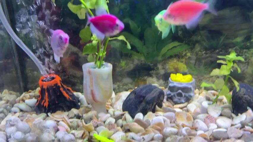A small freshwater aquarium is shown with a gravel bottom and several decorative items, including a miniature volcano with bubbling water, a white decorative vase with a green plant, a dark rock, and a skull-shaped ornament filled with yellow plastic. Several brightly colored, translucent fish are swimming in the tank. These include two pink fish, two neon green fish, and one bright red fish. The fish appear to be genetically modified glofish, which are known for their vibrant colors. The overall environment is clean and well-maintained, with lush green aquatic plants visible in the background. The lighting is bright and colorful, enhancing the vivid hues of the fish.
