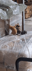 Mother Cat Nurses Kittens in Industrial Area, Gabrovo